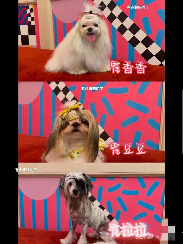 霍思燕携爱犬参加国际比赛获得全场总冠军，杜江自豪发文