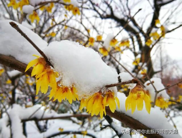 南京2026年第一场雪,梅花山、琵琶湖雪景