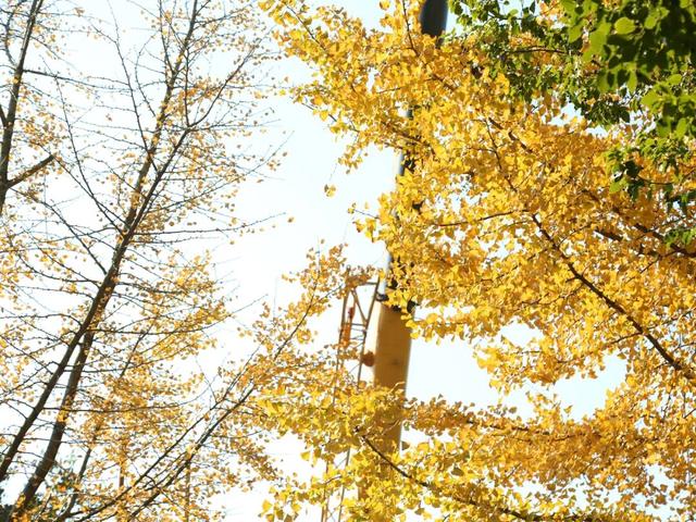 “上海0001号”所在古树公园正提升改造，将打造8大主题景点→