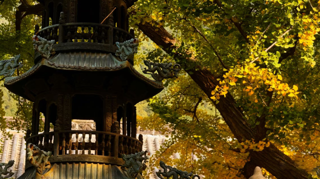 灵岩寺景区银杏即将迎来最佳观赏期