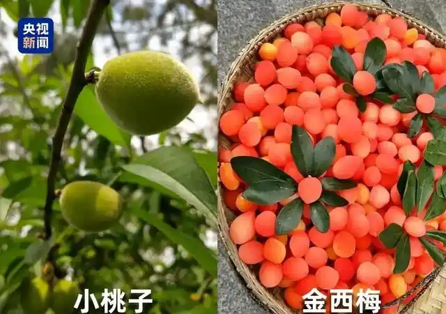 水果也暴雷！央视曝光“水果骗局”，越看越害怕，怪不得身体不好