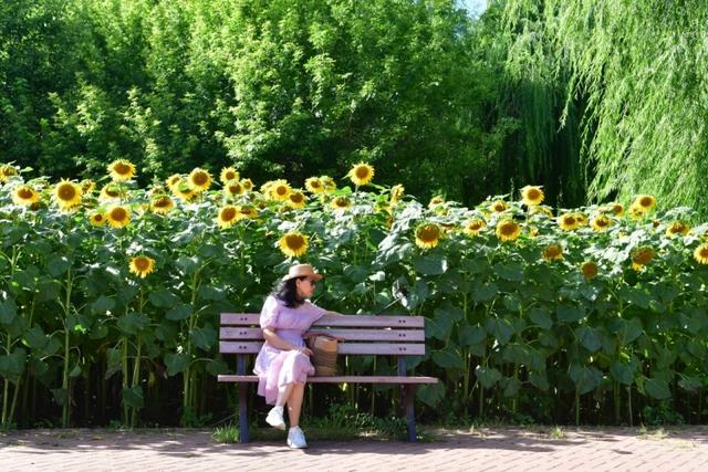 向日葵与绣球进入盛花期，快来哈尔滨市儿童公园打卡