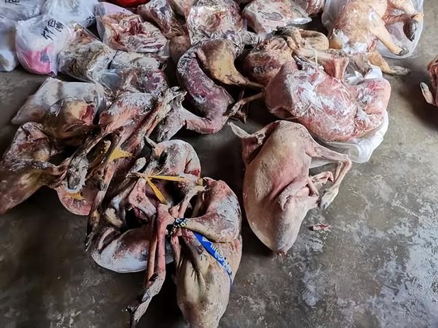 20只就判！2021年，江苏男子谎称“鸽子肉”，卖了76000多只