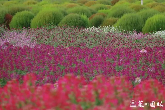 21处绚烂花海！苏州“晚秋花海”赏花地图出炉
