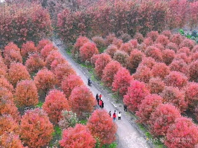 秋假去哪？崇州这些亲子游宝藏地不容错过