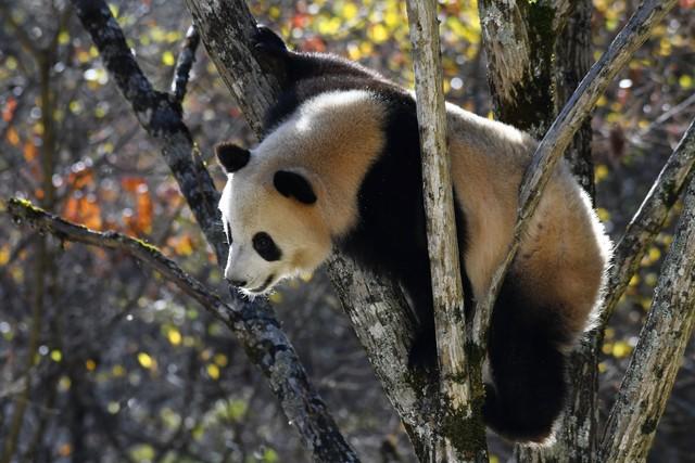 东边邻国马上看不到，国人真有福！几个能看熊猫的景点赶紧去打卡