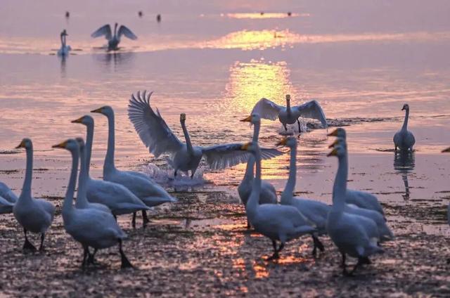 天鹅畅游圈剧透：五部恋歌，首篇「天鹅絮语」上线！