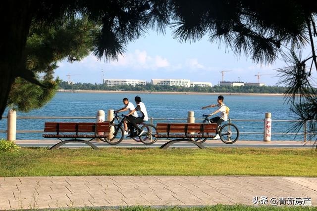 盛夏唐岛湾：一半是浪花激情，一半是树荫惬意