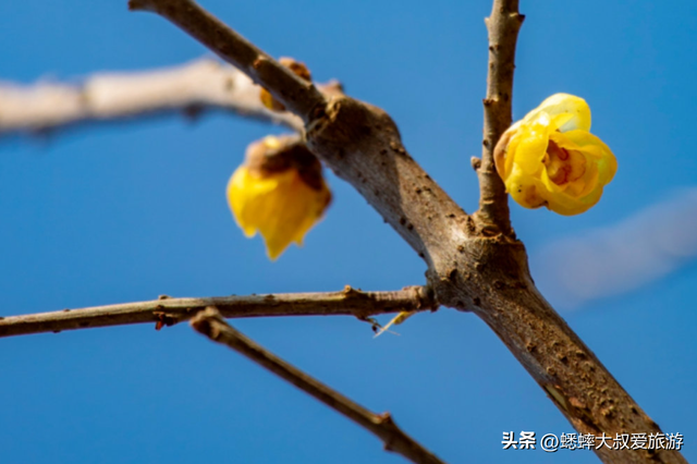 2026杭州赏梅大戏正式开幕，六大观赏地来了，可来一场风雅之约！