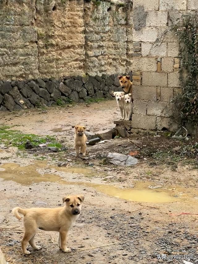 事出有因！残疾父亲被邻居殴打后续，警方深夜通报：涉事者有4人