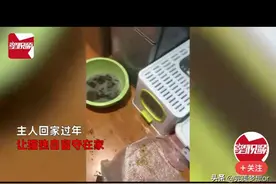 过年留守的猫把家糟蹋了，网友的评论更是笑死！图片