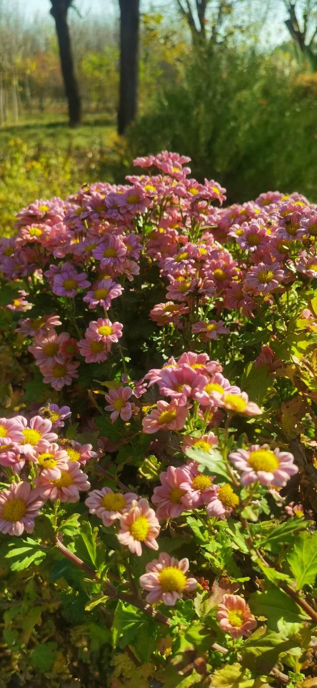 乙巳孟冬鹿泉银杏林及龙泉湖湿地公园（两首）