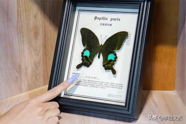 摸爬宠、探魔法，孝感这个一站式遛娃新地标诞生！