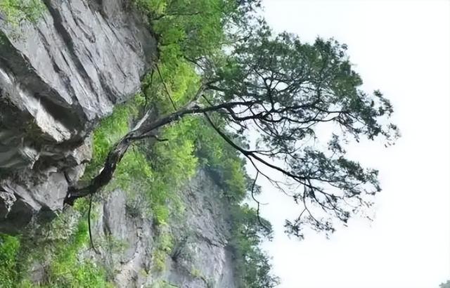 曾宣布野外灭绝！2014年山西男子上山捡到“死的”，卖了1800块