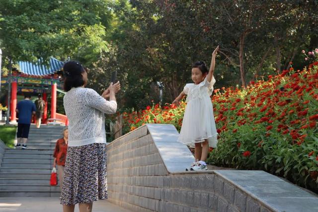【白银文旅】百日菊盛放铜城，邂逅初秋“花”样浪漫