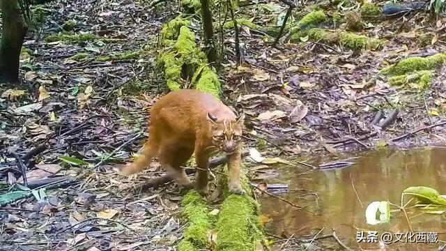 西藏墨脱再创纪录！中国门珞族人口最多、海拔落差最大的县！