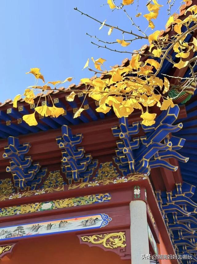 遛娃休闲两不误，在长沙“小禾木”邂逅12月初的灿烂风光！