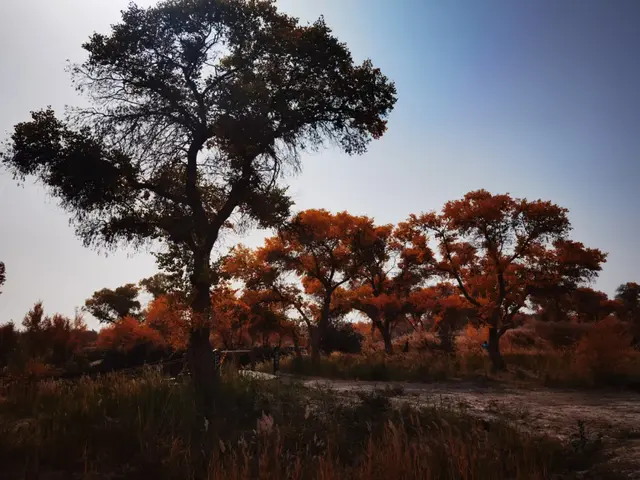 瞎球转2025之二——生而千年不死，死而千年不倒，倒而千年不朽