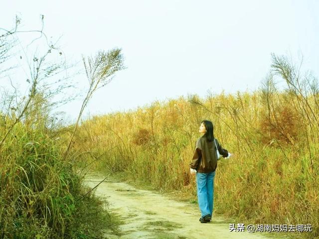 0.5H直达长株潭私藏“小白洋淀”，荻花摇曳处解锁老船厂遛娃秘境！