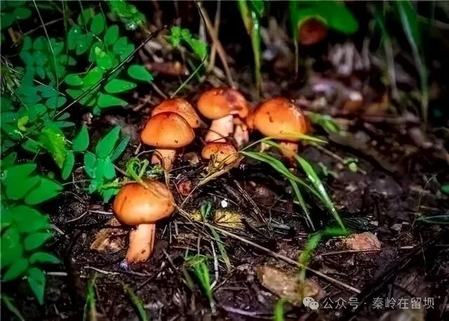 当秋雨掠过秦岭的山脊，汉中悄悄美成写意水墨画