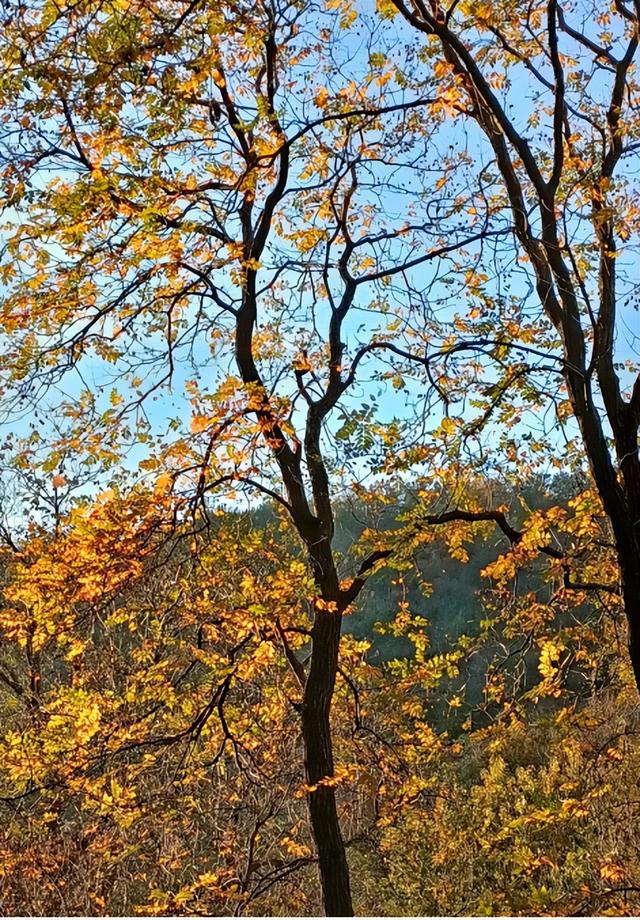 十一月二日，2025年第十七届枣庄市抱犊崮红叶季将盛大启动！