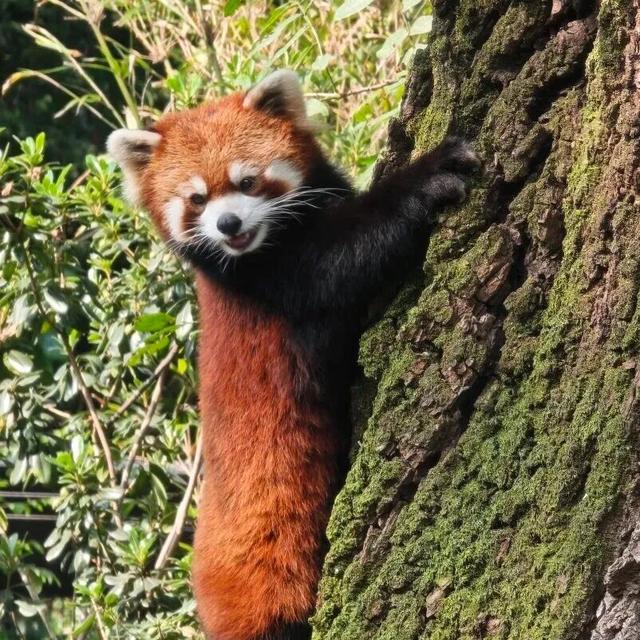 当唐家河“搬”进南京城：一场跨越千里的自然邂逅