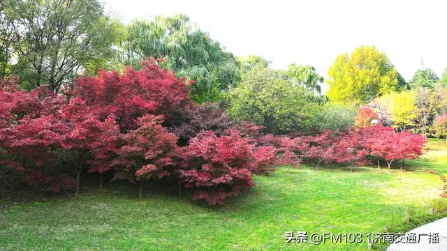 济南植物园藏着秋日顶流!这漫天红叶,正等你赴一场红焰之约