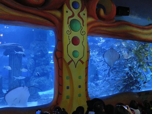 在兰州，极地海洋世界，看美人鱼🧜🏻‍♀️表演