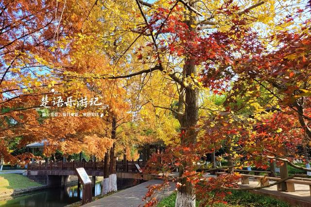宁波慈溪的宝藏型公园，银杏水杉与红枫共绘秋日大片，比油画还美