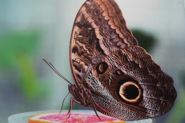 北京顺义国际鲜花港 梦幻的花海秘境