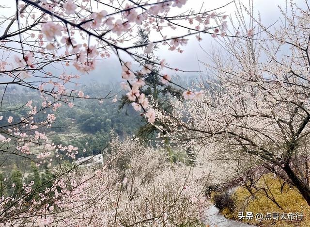 成都3000亩梅林开花了，被称为成都“小林芝”，非常震撼，免费！