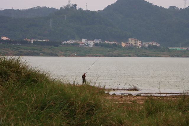 郁南：西江边的芦苇荡
