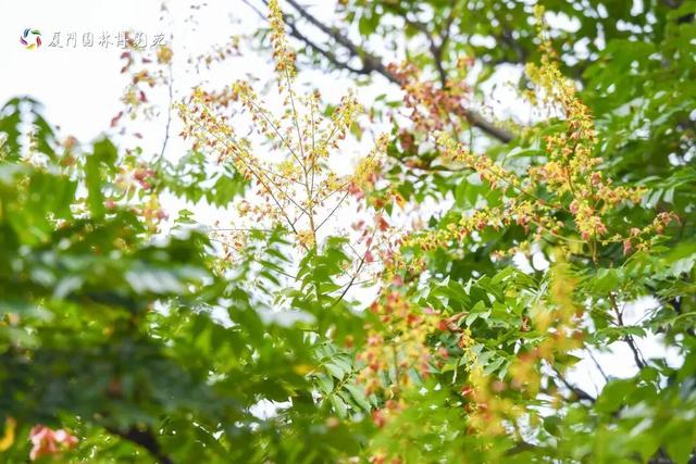 厦门秋季花海上新！红火焰、粉花海、黄金雨、橙灯笼……邂逅9月浪漫~