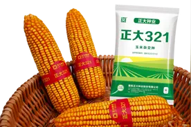 【品种推荐】国审玉米新品种：正大321图片