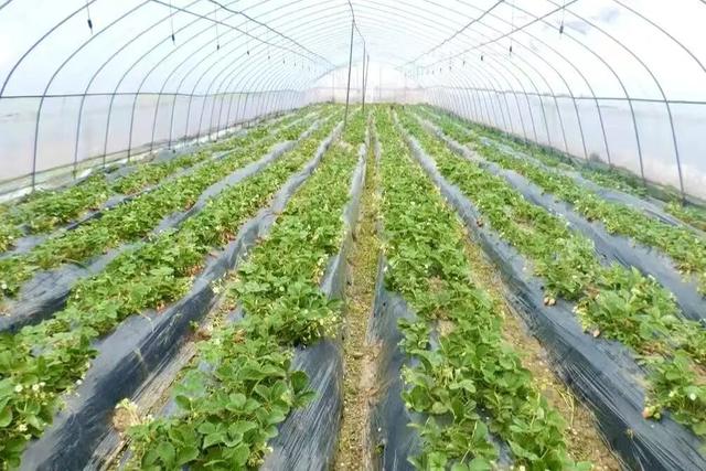 周末去哪？在安陆，实现“草莓自由”！