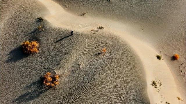 出片率100%！赴一场沙漠胡杨的金色之约