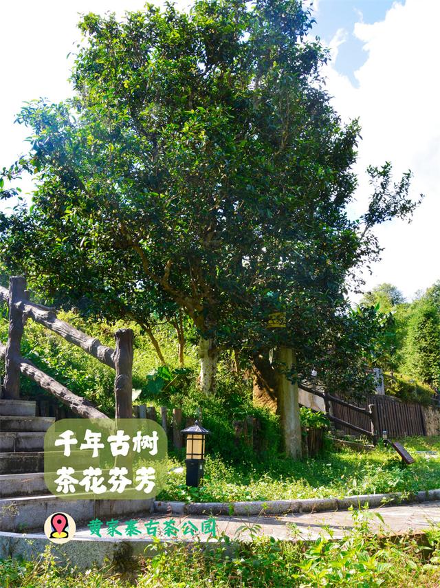 秋景丨 金色昌宁向您发出秋游之邀