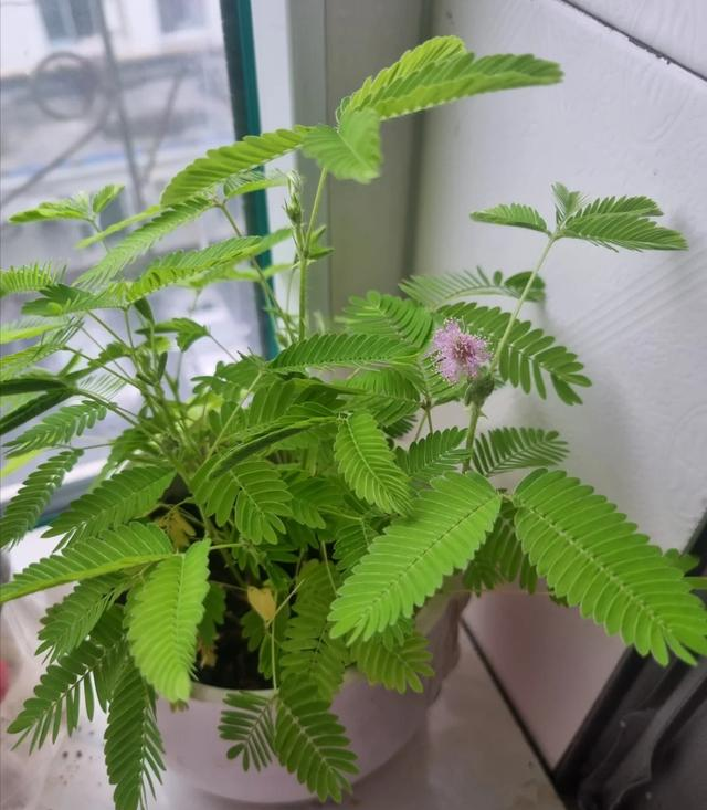 “客厅五不放，人旺家也旺”，客厅再大	，都别摆放5种“倒霉花”