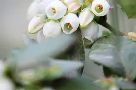 美到极致！蓝莓花！开啦！！图片