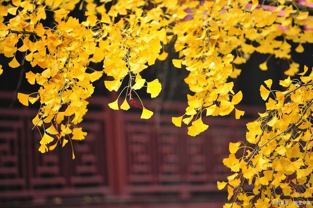 说起红叶就知道栖霞山和天平山？江南赏秋花样不要太多