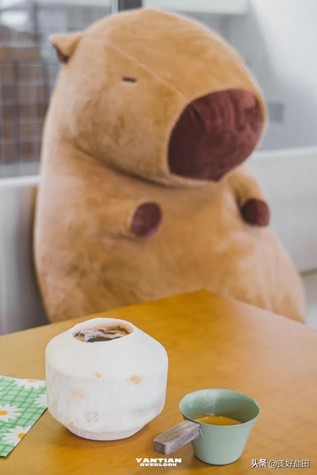 星期五，盐田上新啦 | 登山、观海、品咖、撸猫，真的太松弛了吧……