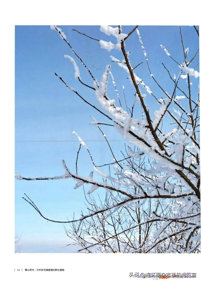 《青山草木》页选03