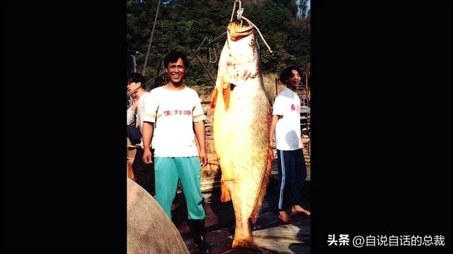 80头花胶多少钱一斤 2026年80头花胶什么意思