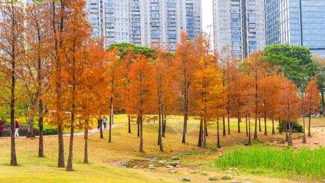 莲花山落羽杉，红了！