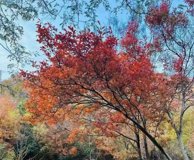 红了！武汉5000余亩红叶树，集体变色