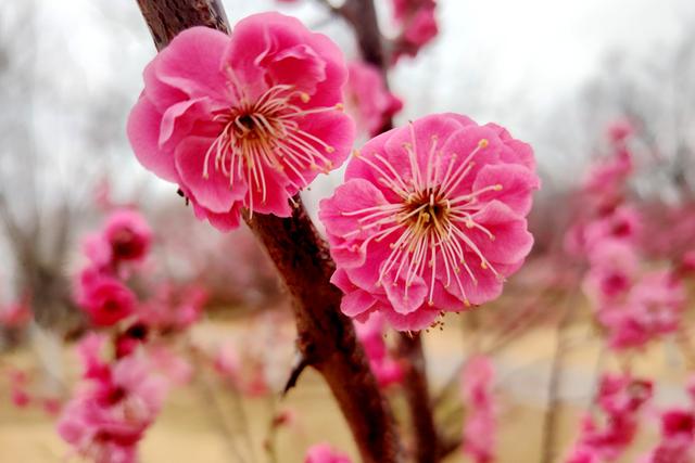 新聊新景丨凤凰苑植物园：梅花盛开春意浓