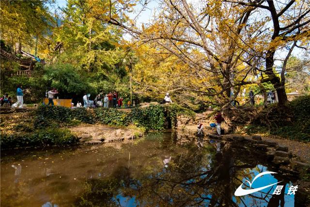 金叶映古驿!妥乐千年诗意,此刻正当赴