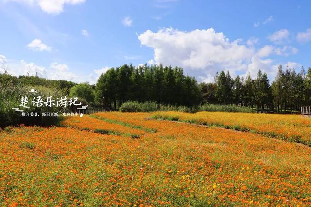 浙江宁波这片花海再次绽放，被誉为藏在城中的秋天童话，真的超美