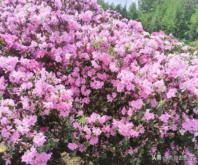 成都公园最大规模杜鹃花开了，200多亩花开成海，不要门票！