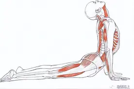 「 上犬式 」真不简单，这 3 个错误你可能还在犯！（收藏级）图片